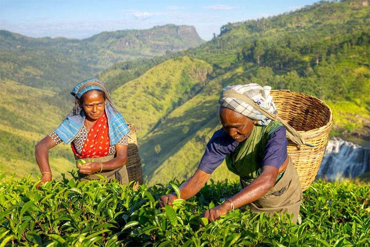 Trà Ceylon - Srilanka